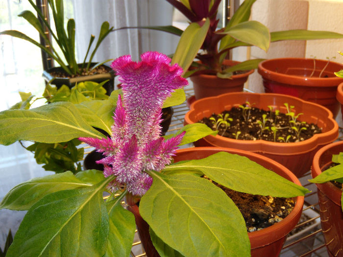 DSCN8998 - In casa_2013