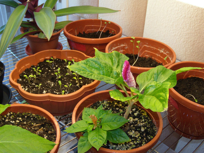 DSCN9000 - In casa_2013