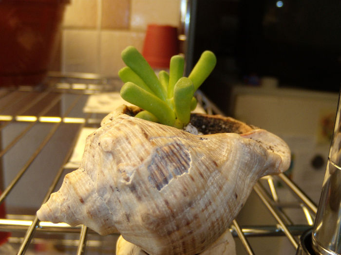 DSCN9001 - In casa_2013