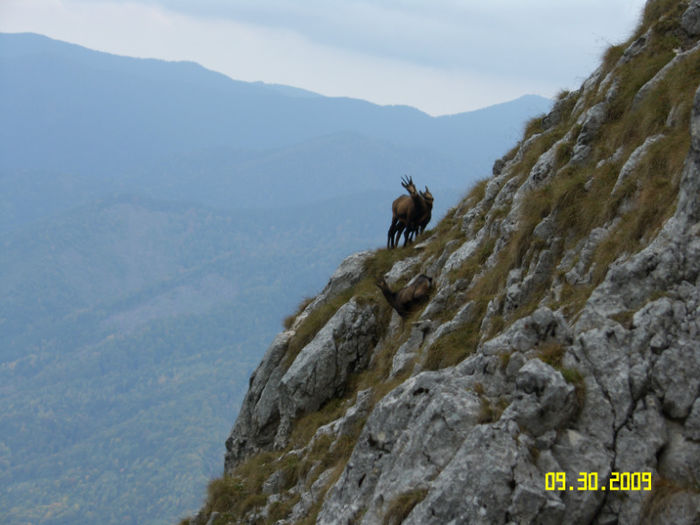 Piatra Craiului - Bucegi - Piatra Craiului