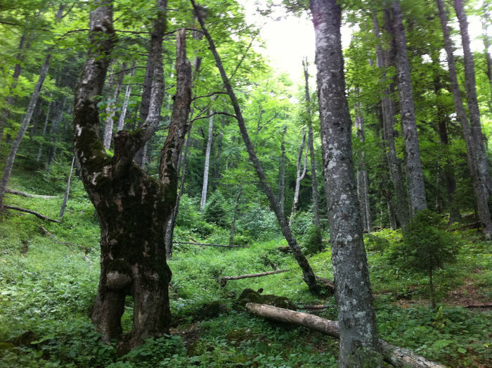 Flora si fauna (2) - Bucegi - flora-conifere-foioase