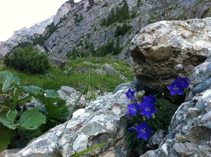 Flora si fauna (4) - Bucegi - flora-conifere-foioase