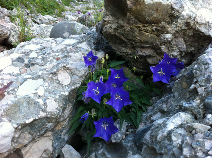 Flora si fauna (5) - Bucegi - flora-conifere-foioase