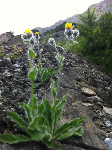 Flora si fauna (6) - Bucegi - flora-conifere-foioase