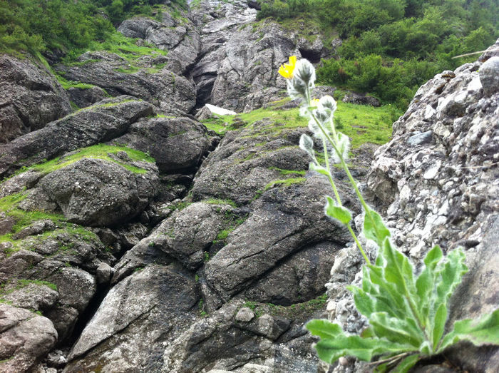 Flora si fauna (7) - Bucegi - flora-conifere-foioase