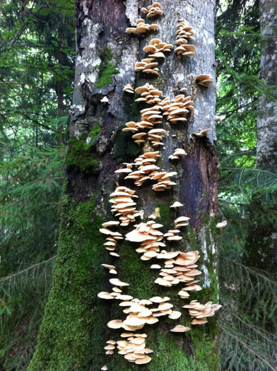 Flora si fauna (8) - Bucegi - flora-conifere-foioase