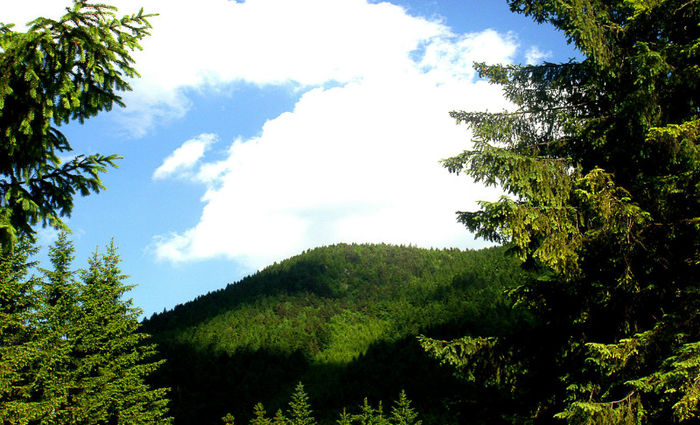 Landscapes (4) - Bucegi - flora-conifere-foioase