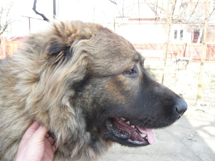 P1040927 - ciobanesc caucazian vitoarea paza