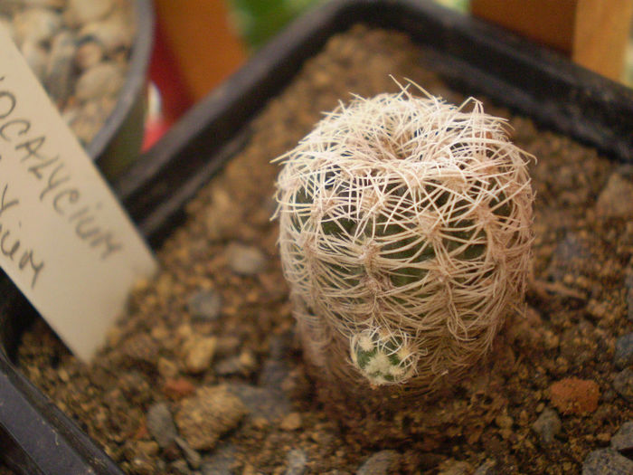 Gymnocalycium bruchii v. albispinum; achizitie 2013
