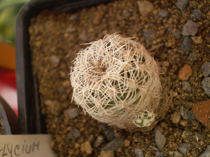 Gymnocalycium bruchii v. albispinum; achizitie 2013
