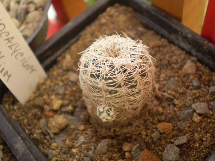 Gymnocalycium bruchii v. albispinum - Gymno 2013