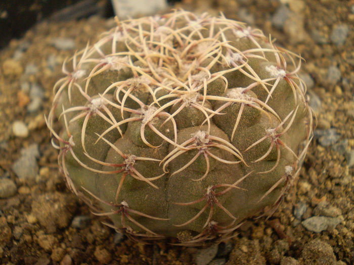 Gymnocalycium quehlianum; achizitie 2013
