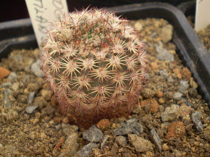 Notocactus rutilans; achizitie 2013
