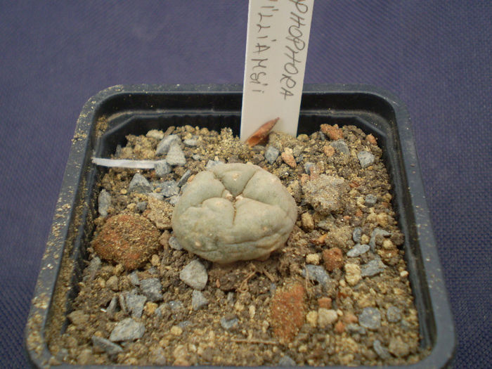 Lophophora williamsii - Alte specii 2013