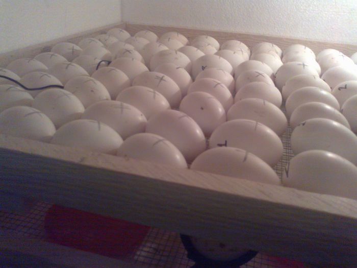 am bagat lemneeeee!!!! - 2-  Proiect nou Incubator 110 oua gaina si eclozor de 110 oua-DE VANZARE