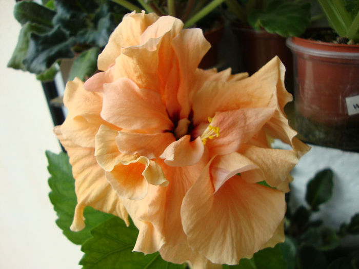 DSC06470 - Hibiscus 2013