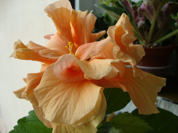 DSC06471 - Hibiscus 2013