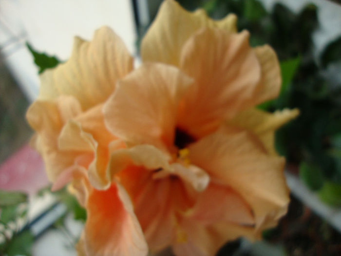 DSC06472 - Hibiscus 2013