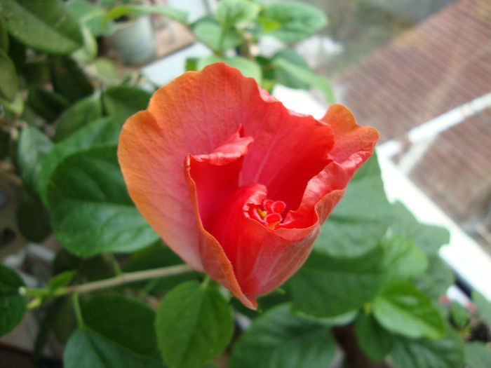 DSC06476 - Hibiscus 2013