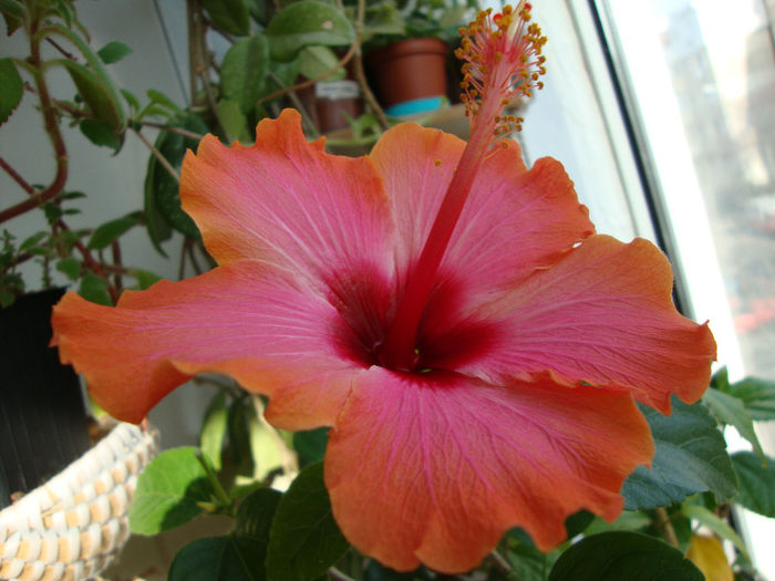 DSC06478 - Hibiscus 2013