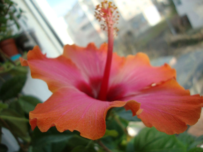 DSC06479 - Hibiscus 2013