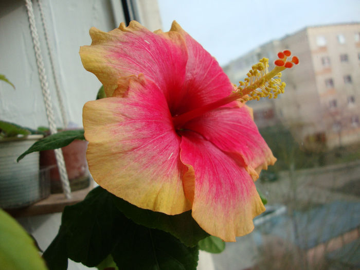 DSC06539 - Hibiscus 2013