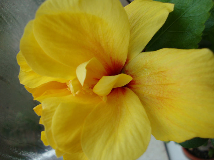 DSC06554 - Hibiscus 2013