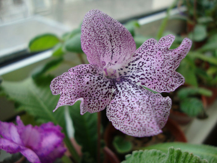 hototogisu - Streptocarpus 2013