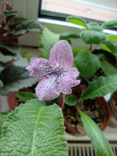 hototogisu - Streptocarpus 2013