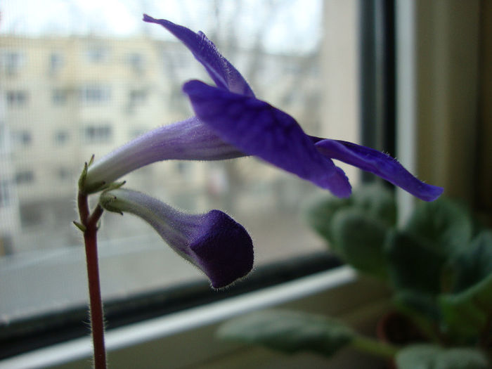 DSC06642 - Streptocarpus 2013