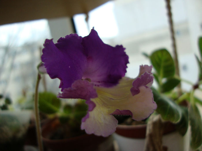 DSC06444 - Streptocarpus 2013