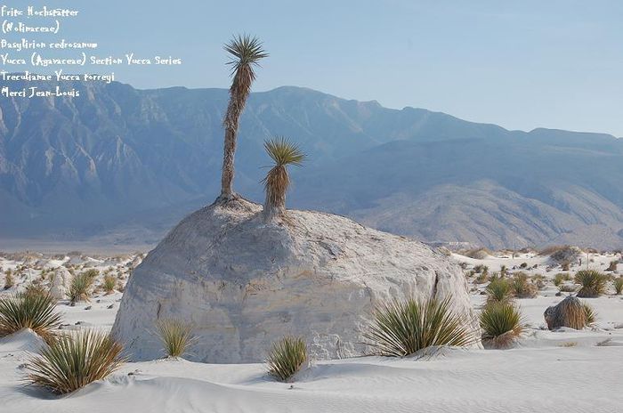yuca torreyi - d- yucca pentru gradini  Romania