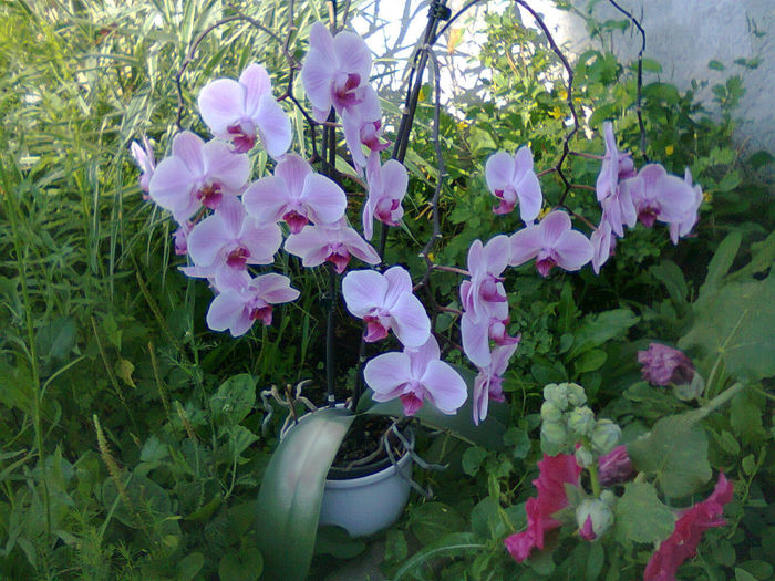 Phalaenopsis - 2012