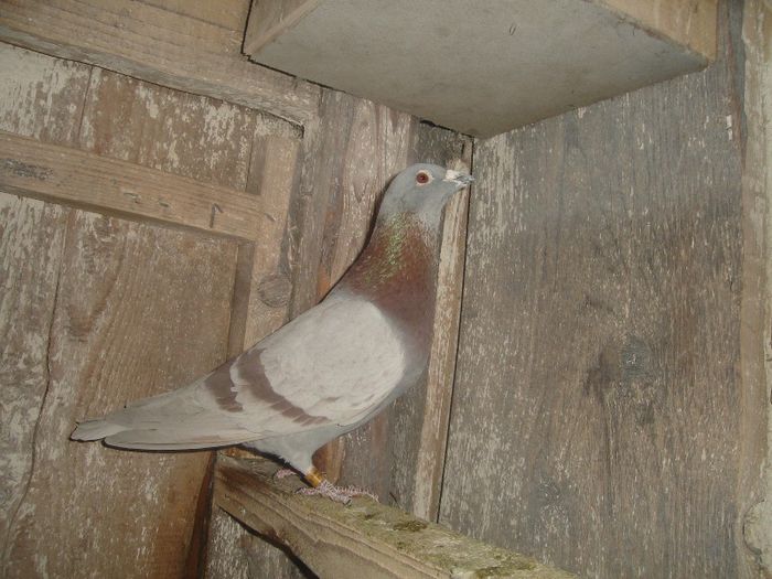 norma fond demifond fiu vanbruene - Porumbei arhiva