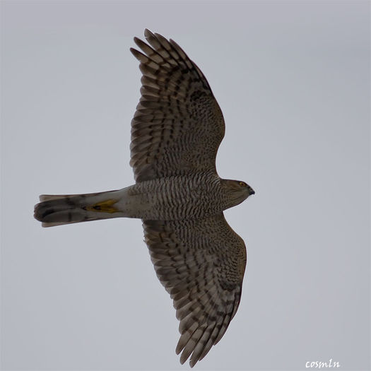 accipiter-nisus-img_7574 - Contact