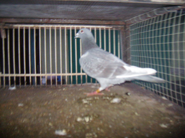 arden +jansen 80 ron vandut