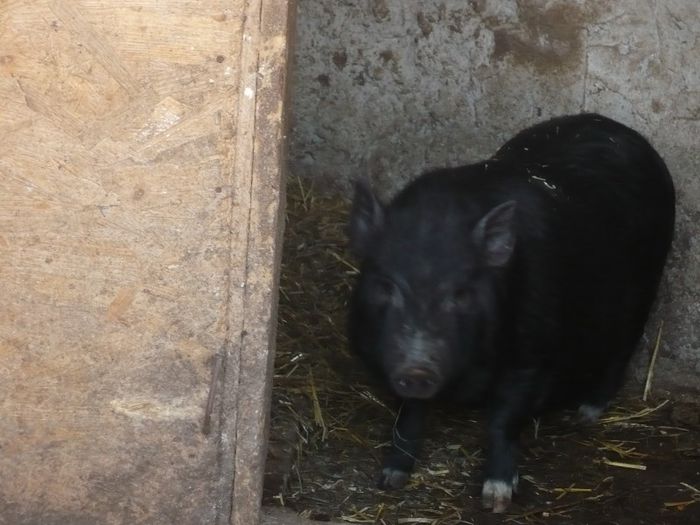 P1110924 - porci vietnamezi de vanzare