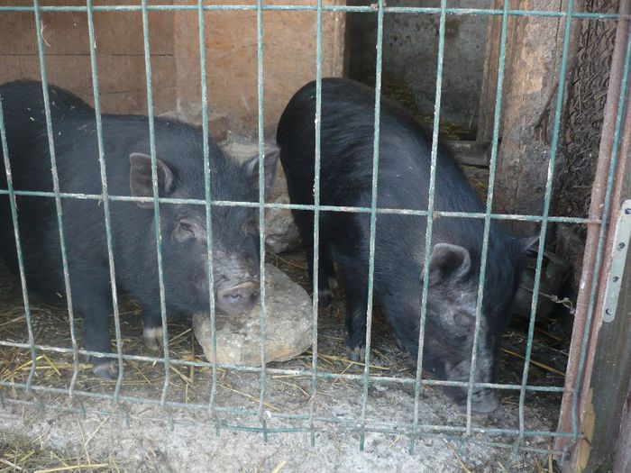 P1110914; pereche porci vietnamezi de la YAZDAN-1500LEI SCROFITA GESTANTA

