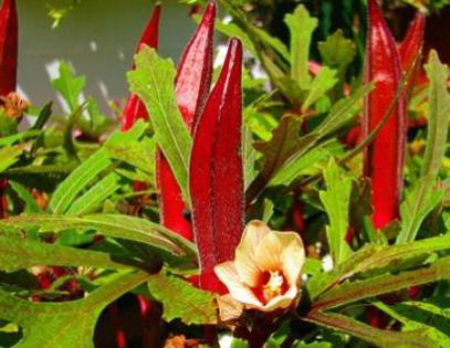 Red-Burgundy - okra seminte