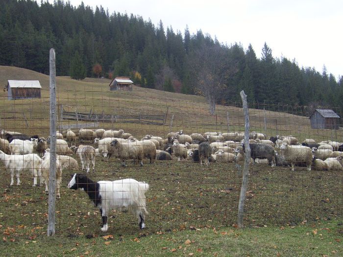 Picture 136 - 4 Stana bucovina