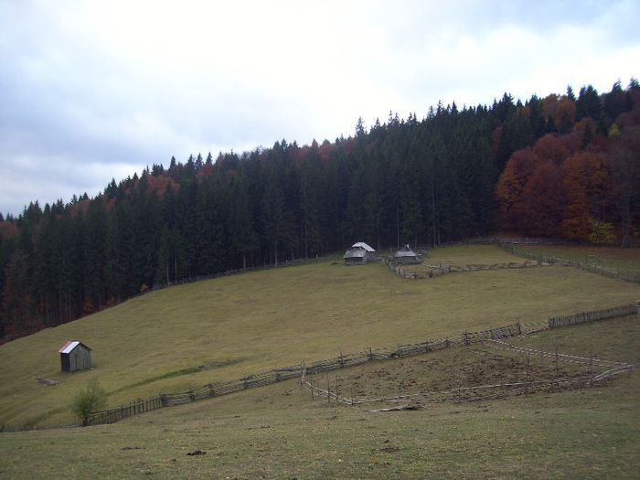 Picture 167 - 4 Stana bucovina