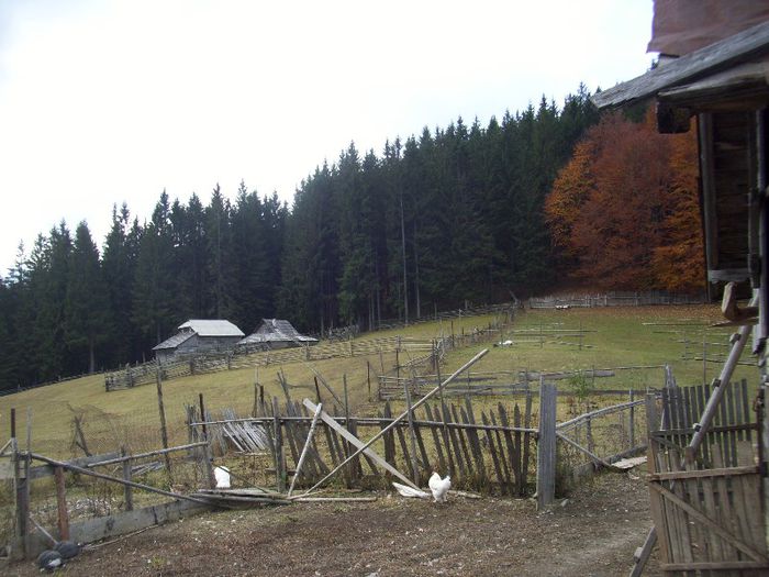 Picture 218 - 4 Stana bucovina