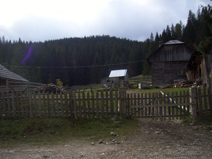 Picture 233 - 4 Stana bucovina