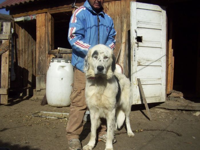 Picture 278 - 4 Stana bucovina