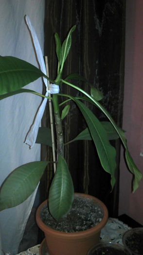 2013-02-19 - Plumeria 2013