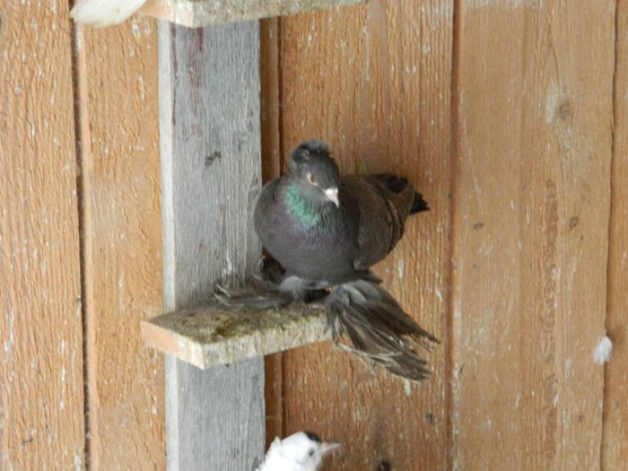 JUCATOR CU RANDUNICA