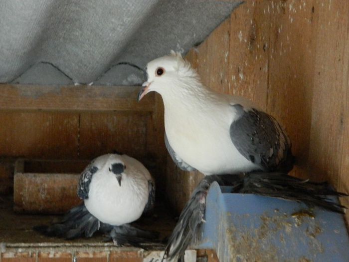 DSCN0491 - RANDUNELE DE SAXONIA DE VANZARE PE ALBASTRU 2 PERECHI