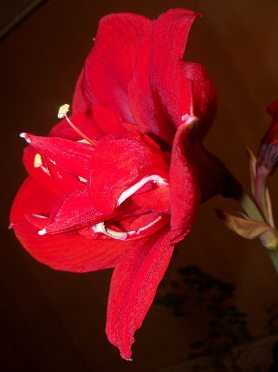 RED PEACOCK - AMARYLLIS Hippeastrum