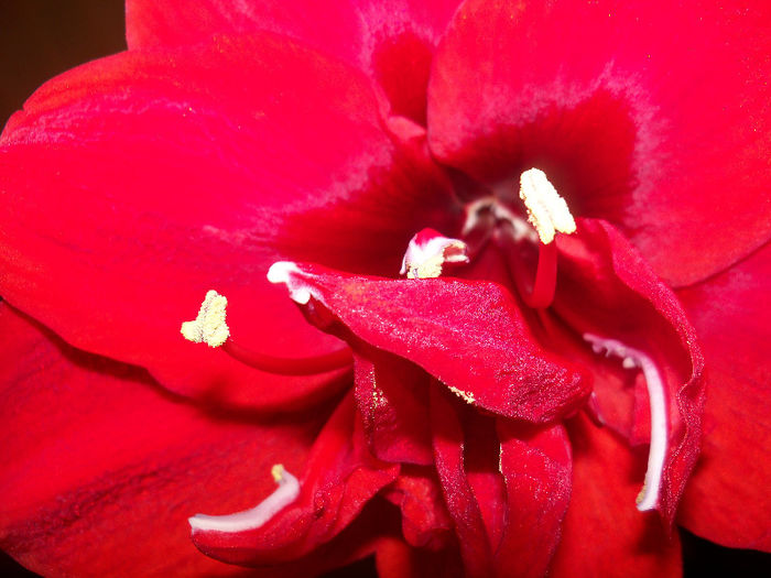 RED PEACOCK - AMARYLLIS Hippeastrum