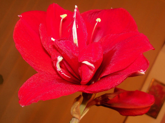 RED PEACOCK - AMARYLLIS Hippeastrum